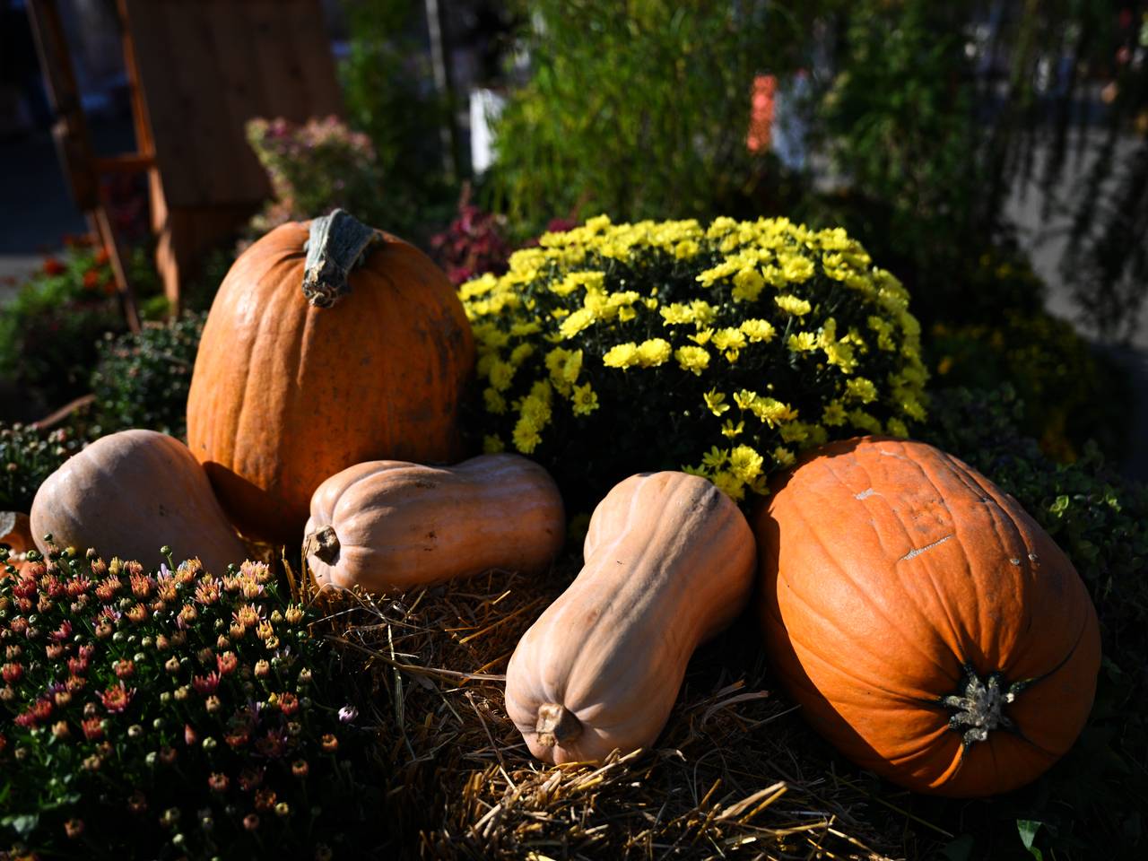 В парках Москвы на выходных пройдут научные эксперименты и тыквенный спас
