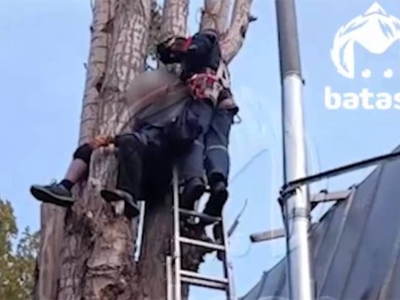 Россиянин полез спиливать шестиметровый тополь перед домом и застрял
