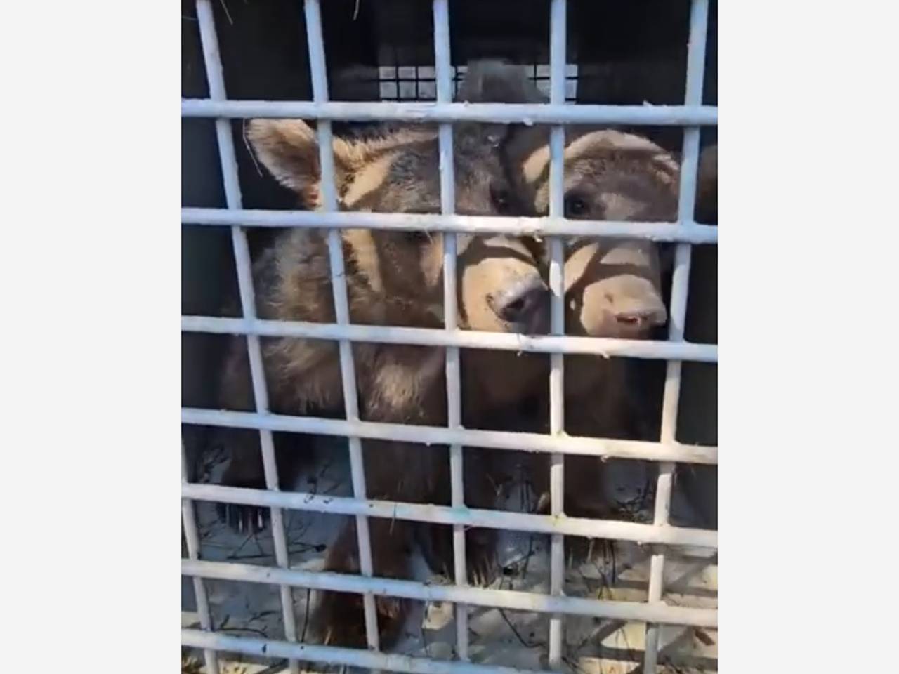 Два осиротевших медвежонка из Южной Осетии прибыли в волгоградский центр «Дино»