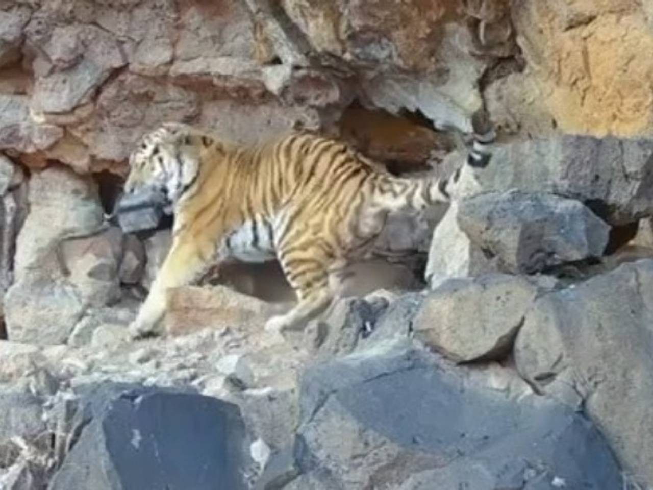 &laquo;Пещерный&raquo; тигр в России пошел на наглую кражу и попал на видео