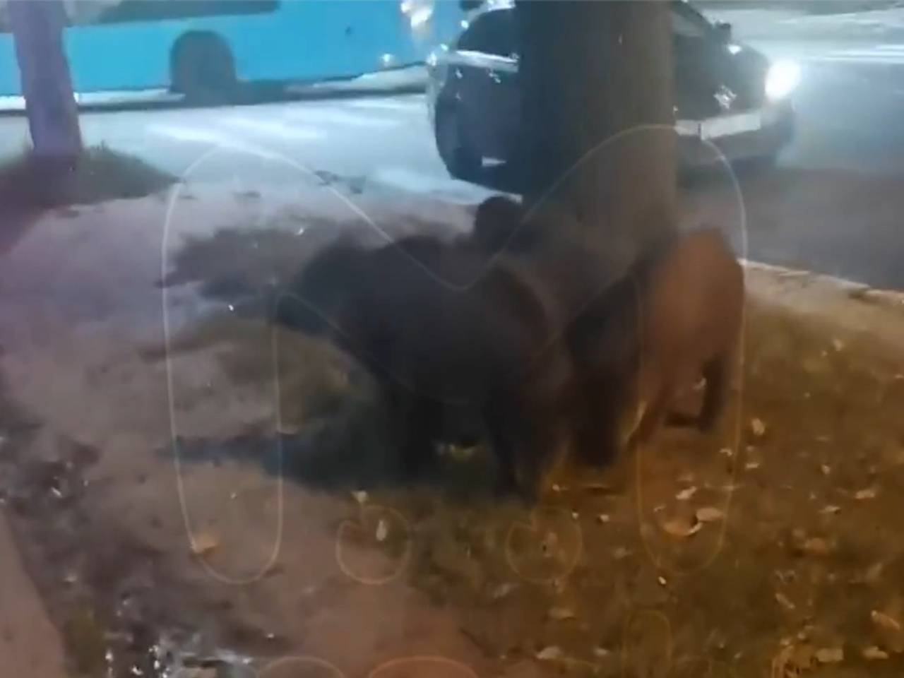 Дикие кабаны обосновались у метро в российском городе
