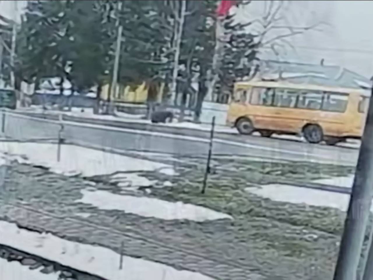 Медведь выбежал к школьному автобусу в российском регионе и попал на видео